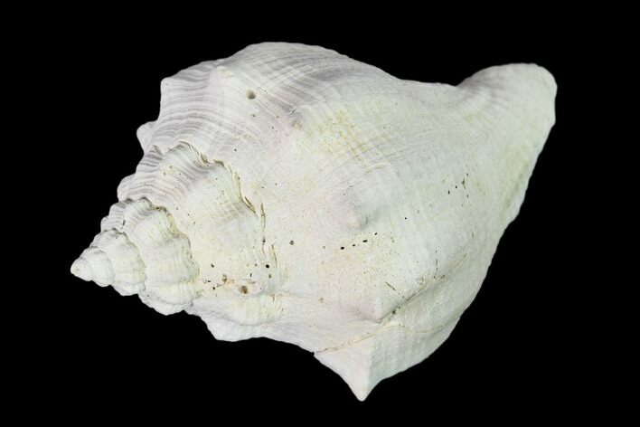 Pliocene Gastropod (Melongena) Fossil - Florida #148560